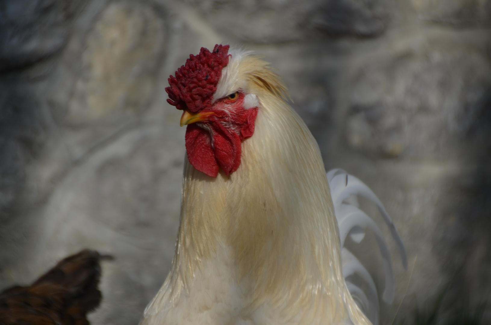 * tu veux ma photo * ou bien je te vole dans les plumes *  !!! 