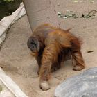 Tuan im Hamburger Tierpark