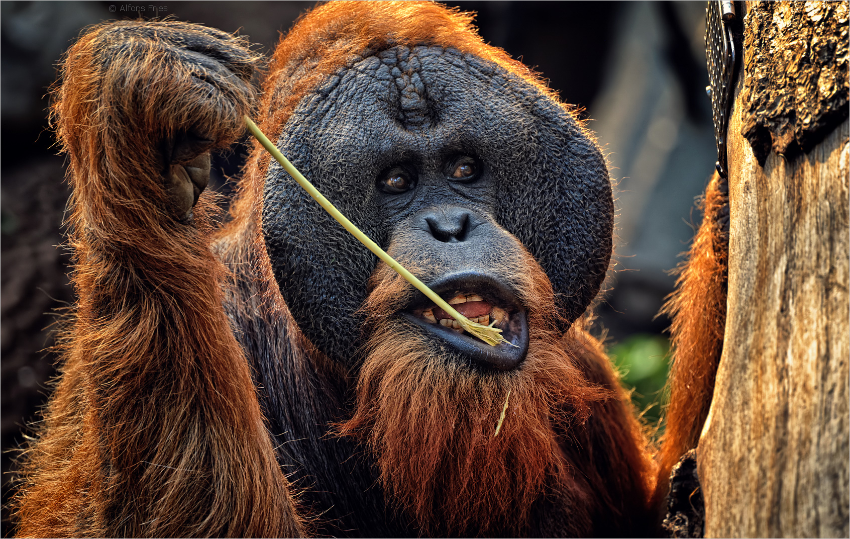 Tuan ist der Gruppenchef bei den Orang Utans ...