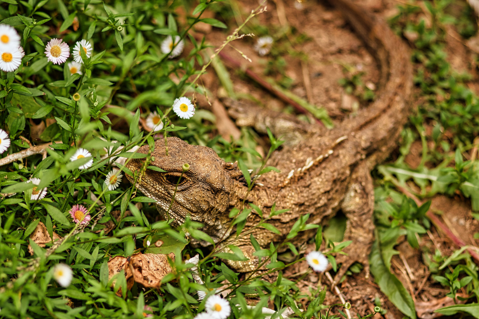 Tuatara