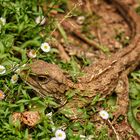 Tuatara