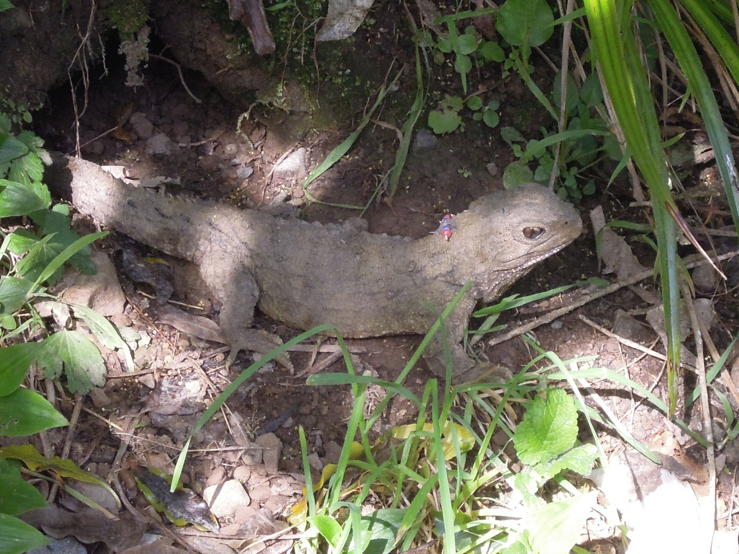 Tuatara