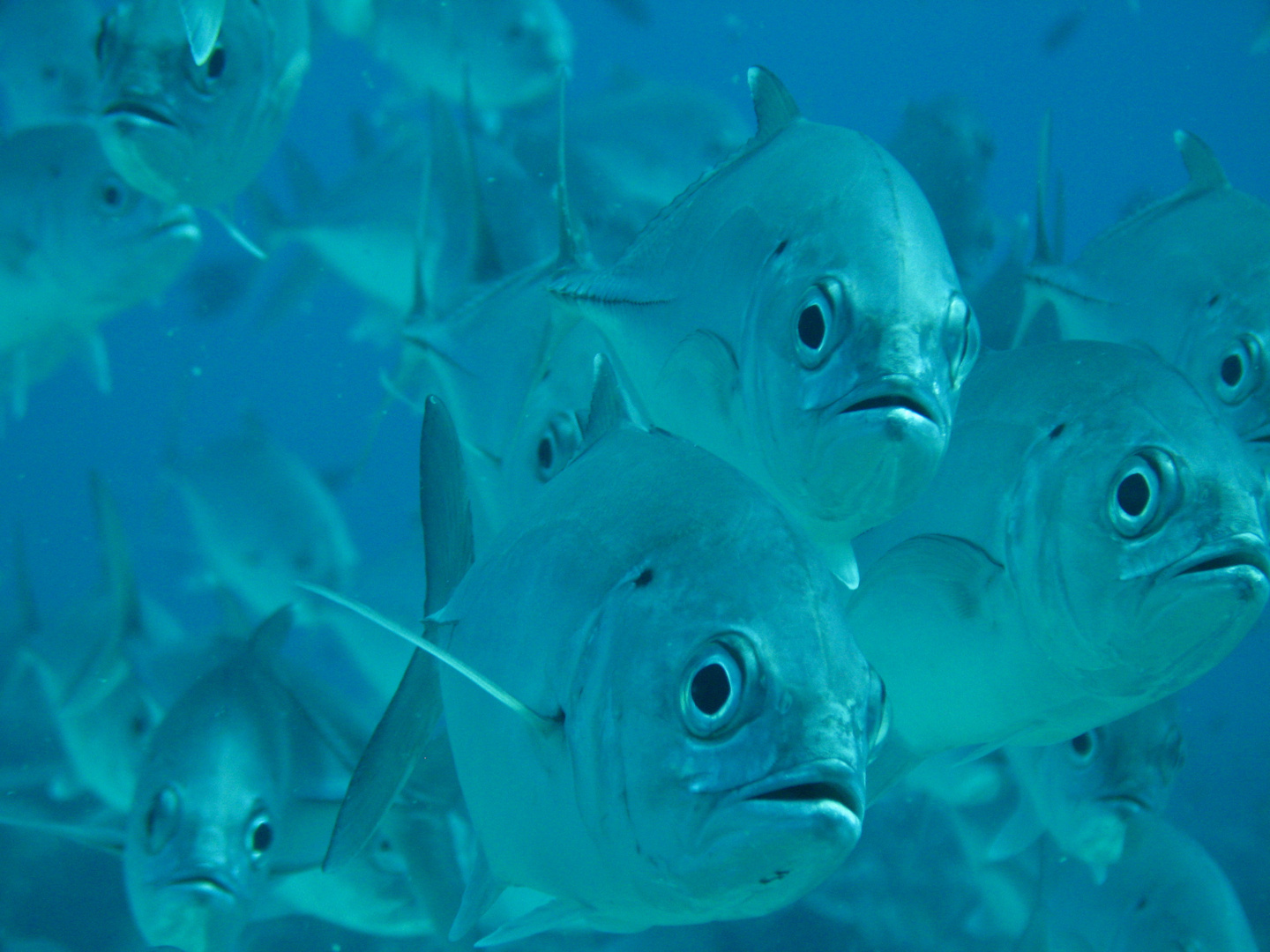 Tubbataha Reef Diving