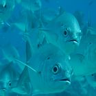 Tubbataha Reef Diving