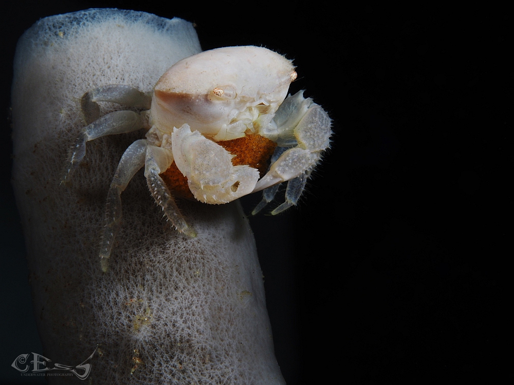 Tube sponge crab