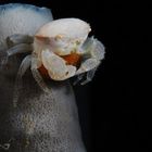 Tube sponge crab