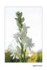 Tuberose