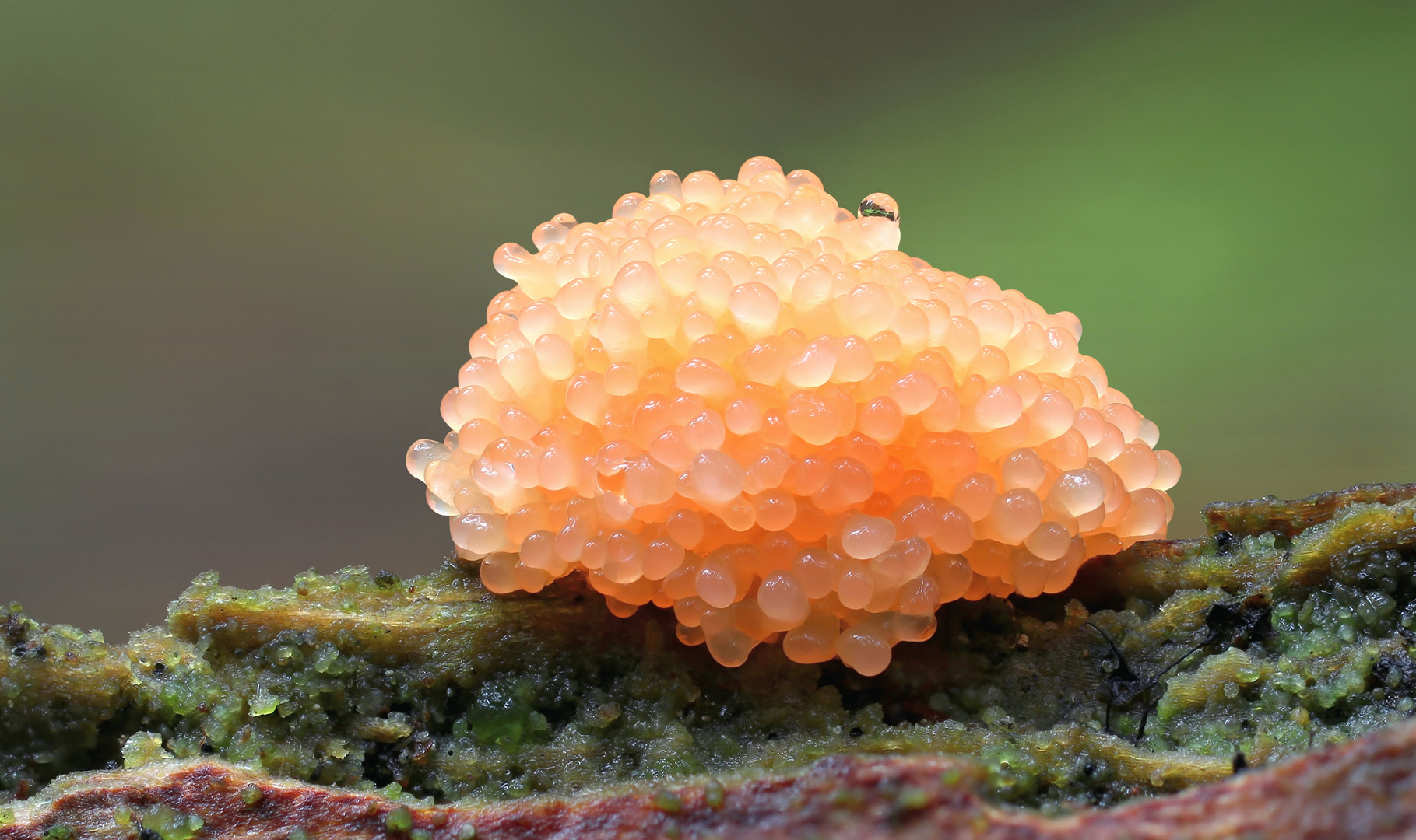 Tubifera ferruginosa 