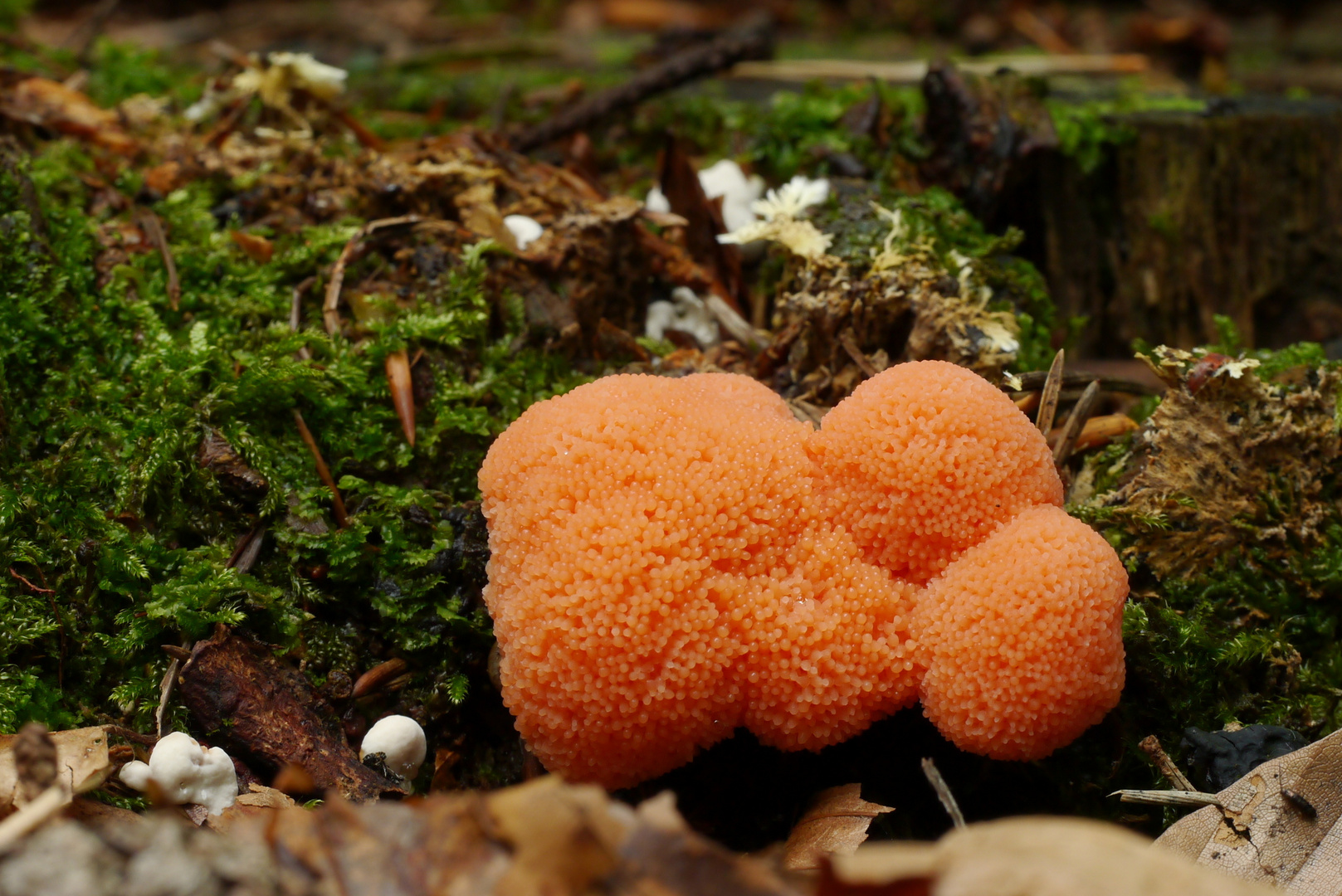 Tubifera ferruginosa