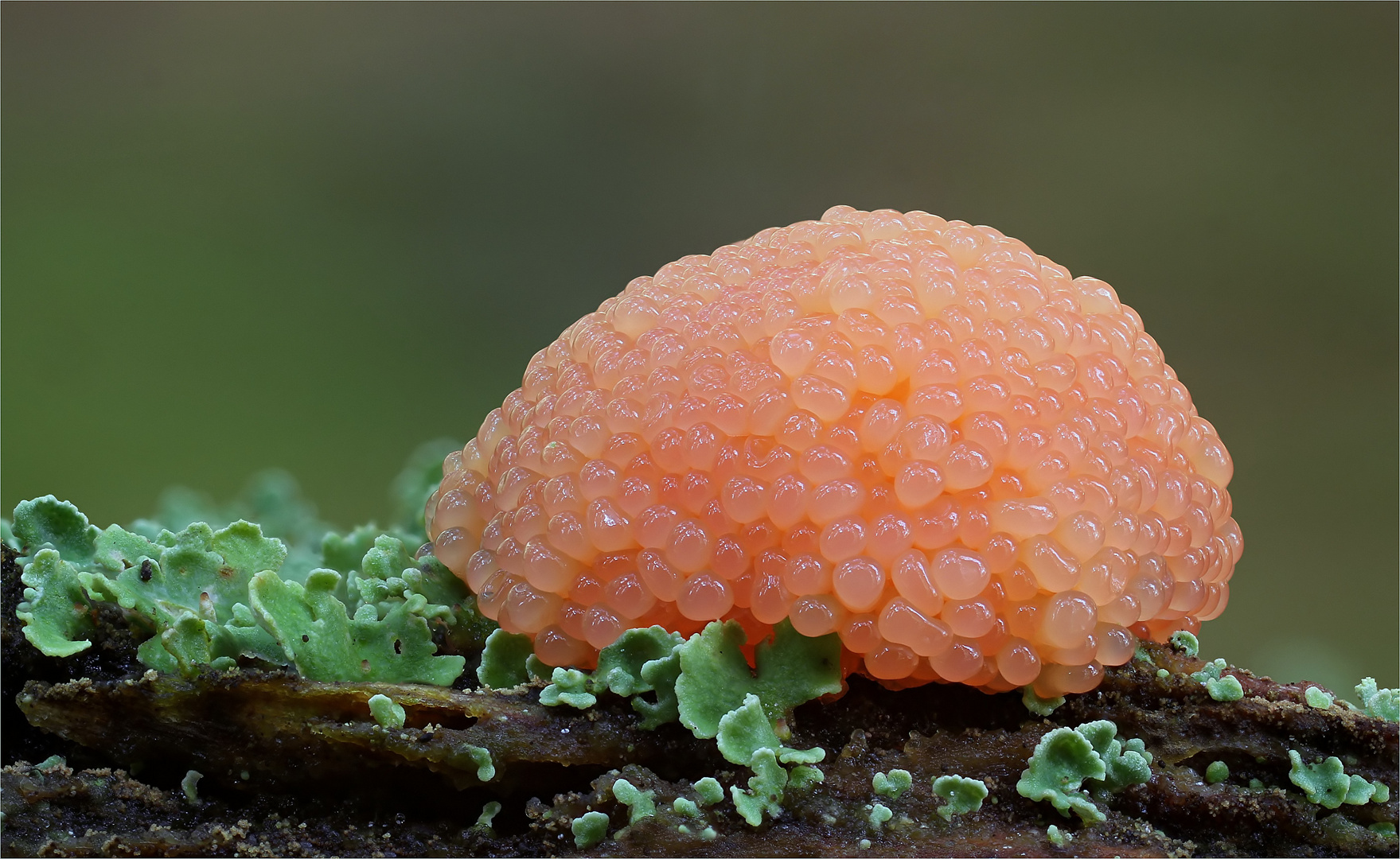 Tubifera ferruginosa