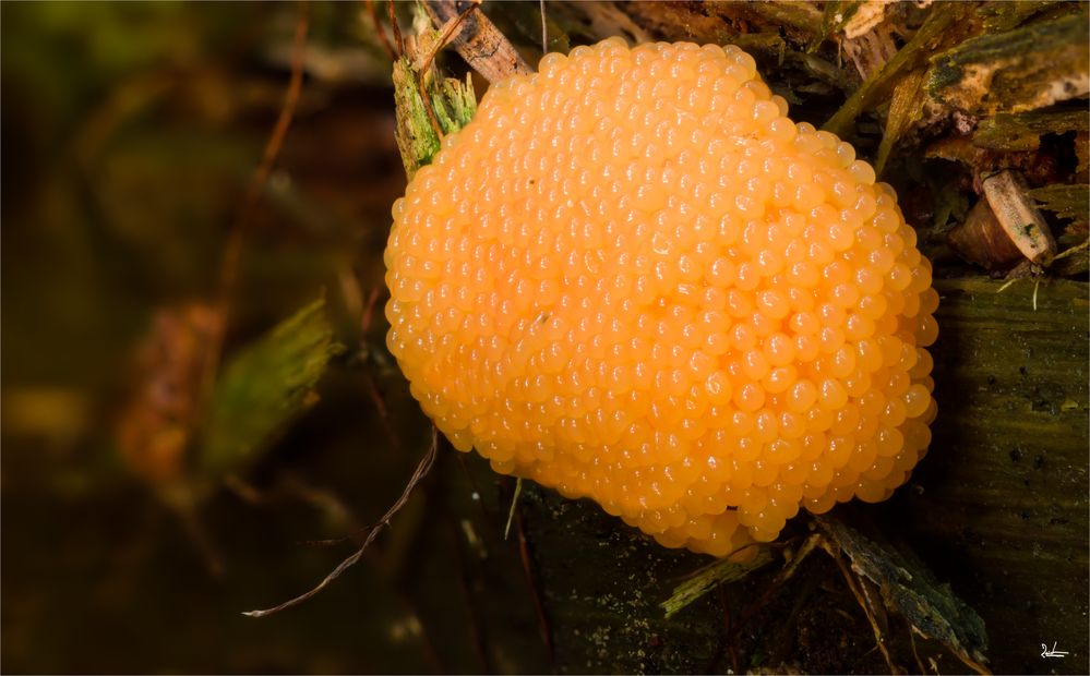 TUBIFERA FERRUGINOSA 