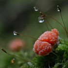 Tubifera ferruginosa