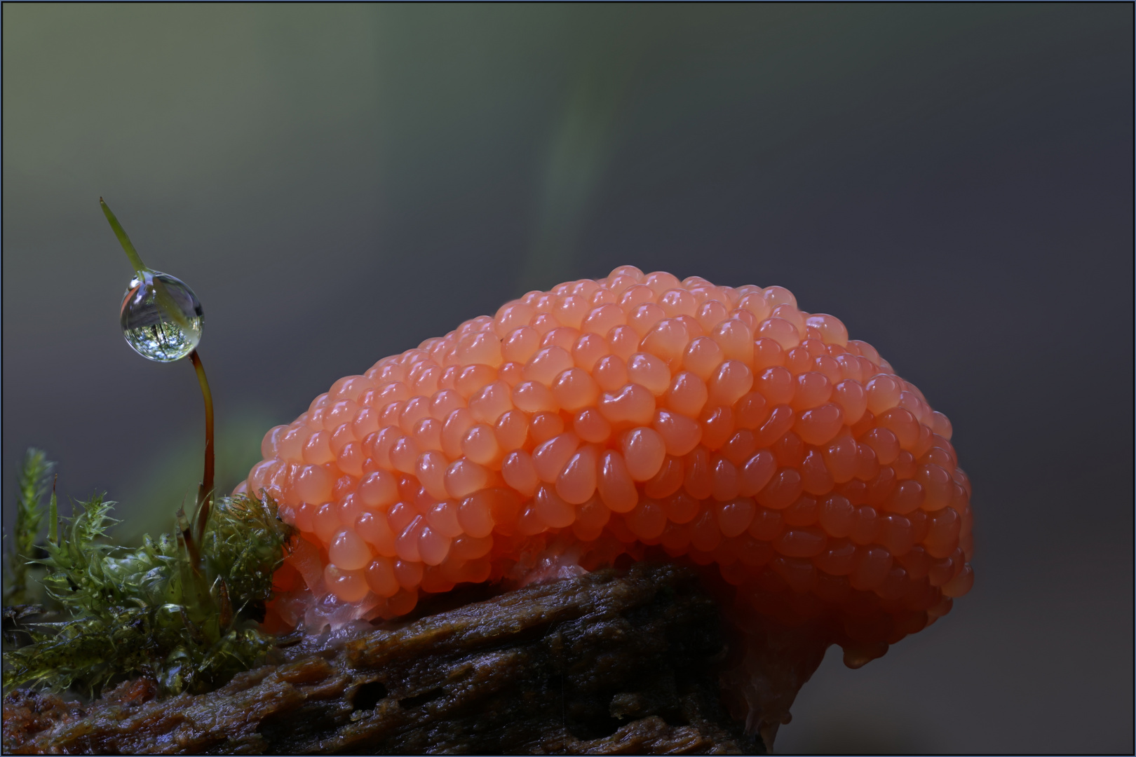 Tubifera ferruginosa