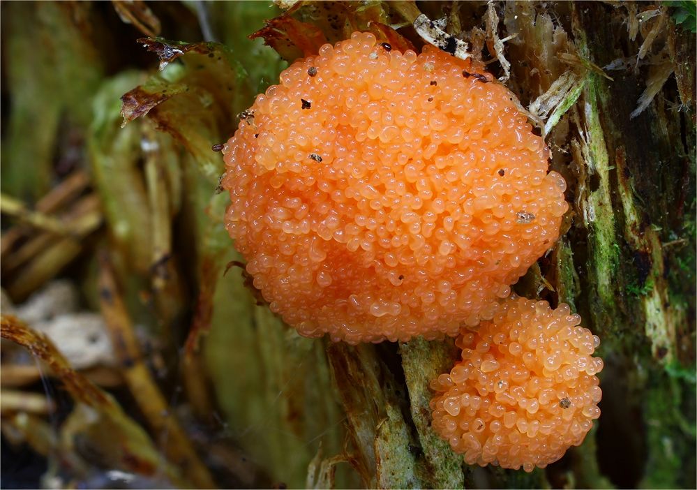 Tubifera ferruginosa