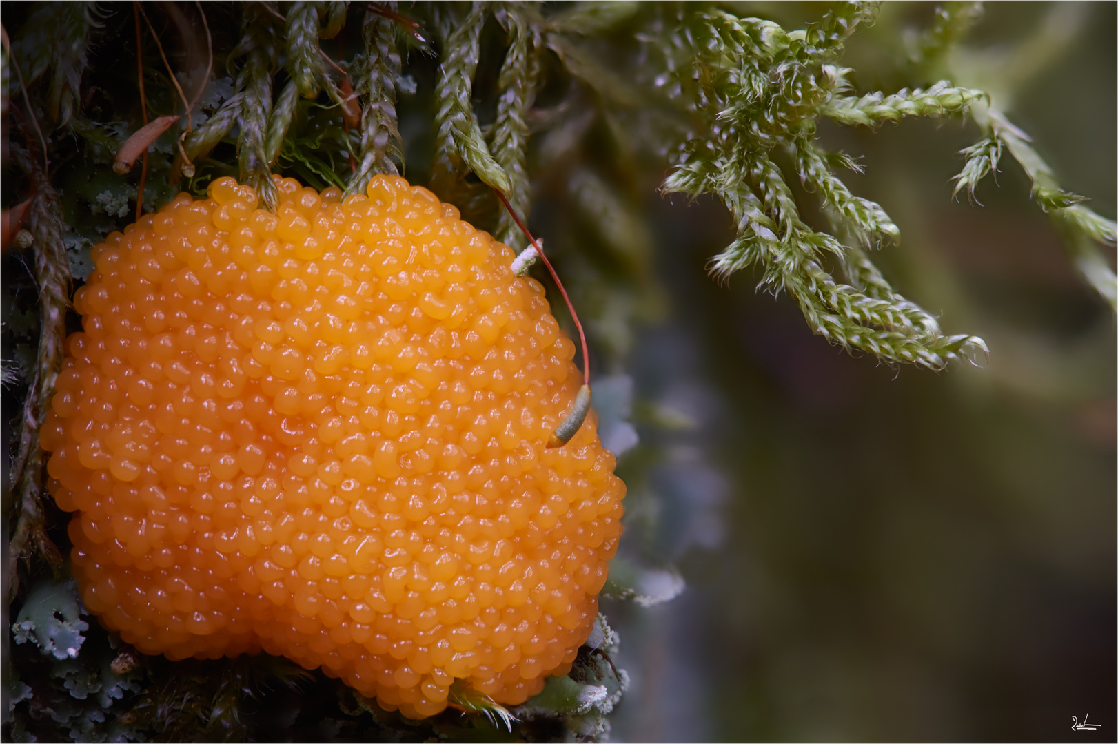 TUBIFERA  FERRUGINOSA