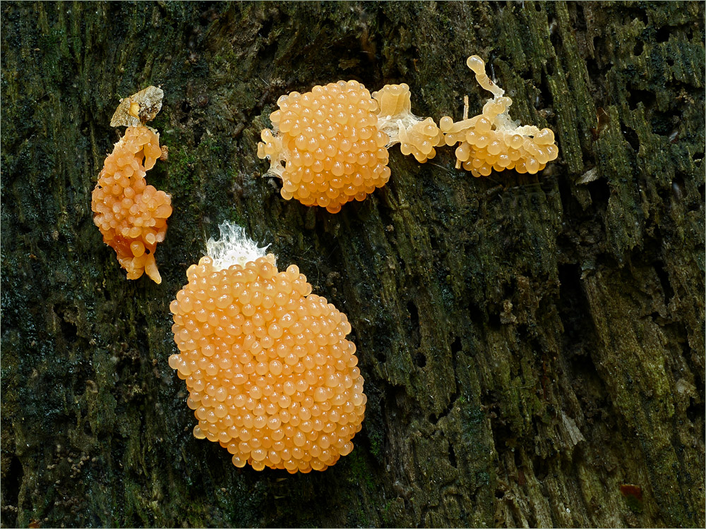 Tubifera ferruginosa