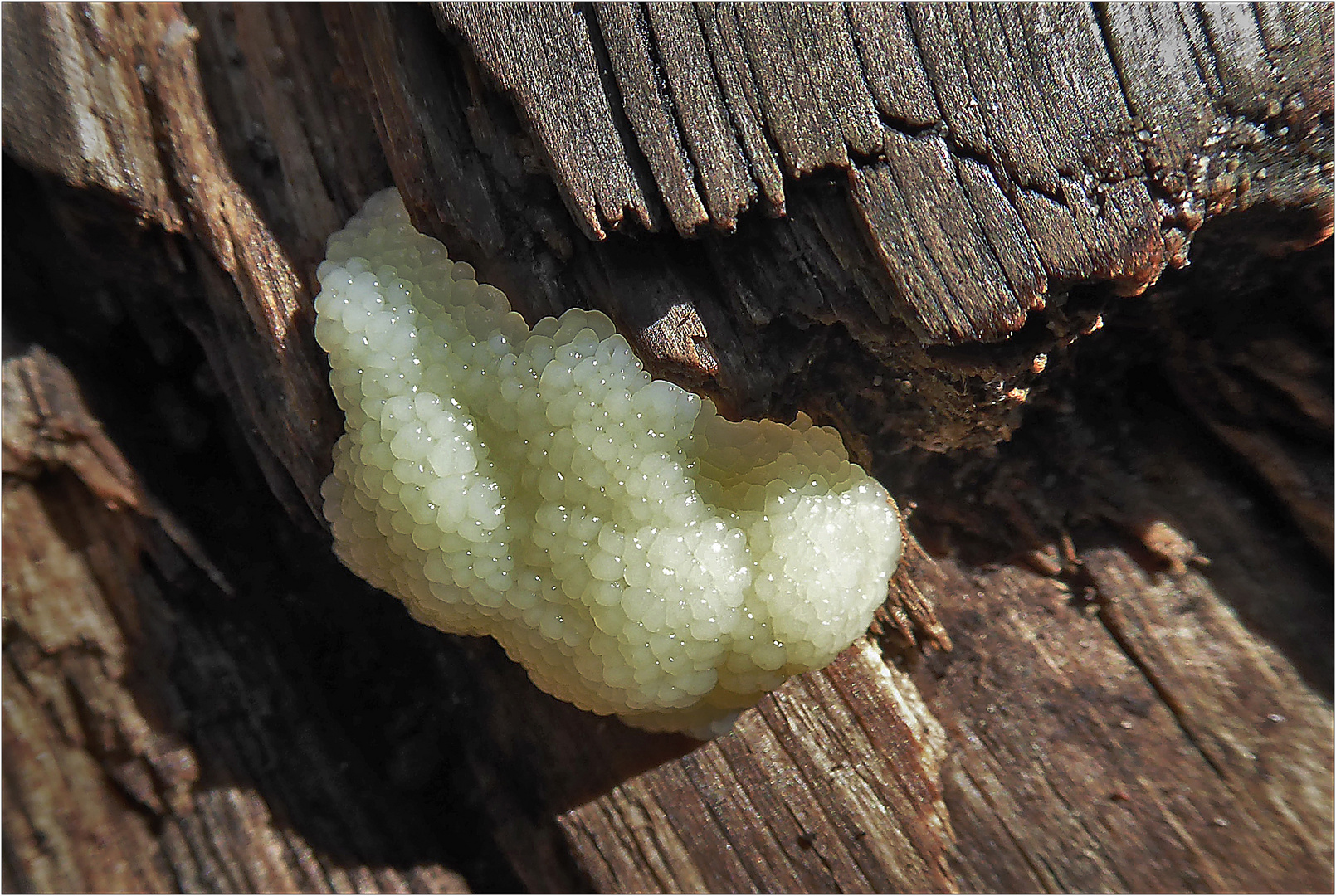 Tubifera ferruginosa – ein Schleimpilz