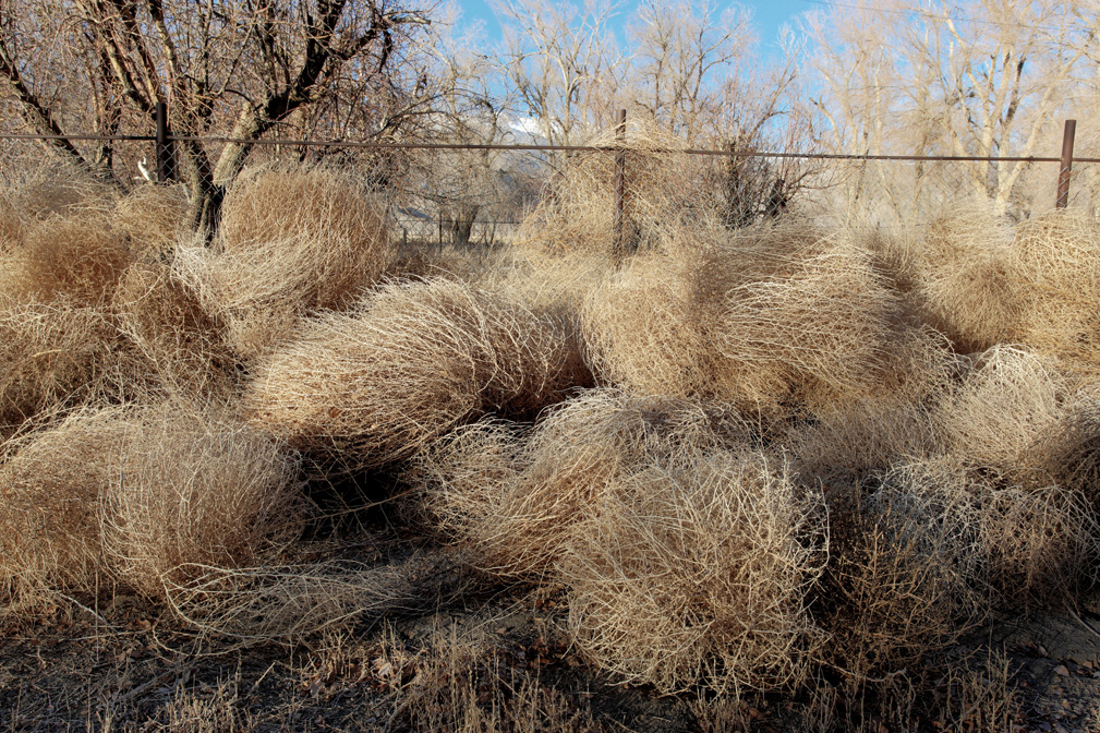 Tubleweeds at abandoned ranch ,Fish Valley Nev