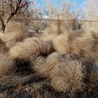 Tubleweeds at abandoned ranch ,Fish Valley Nev