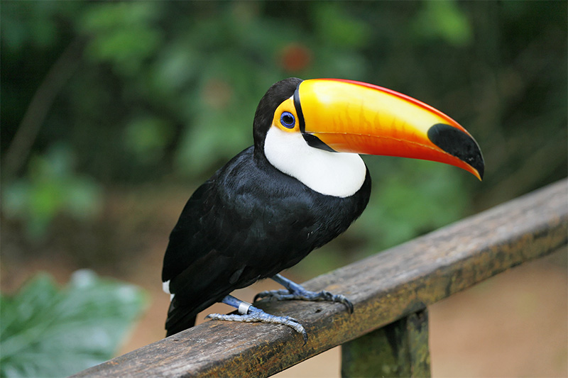 Tucan