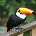 Tucan