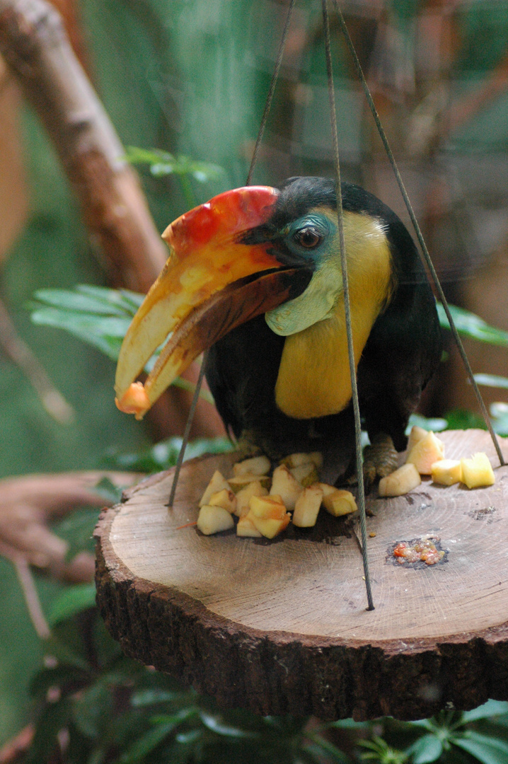 Tucan