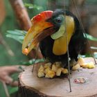 Tucan