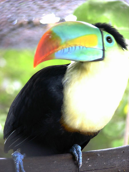 Tucan