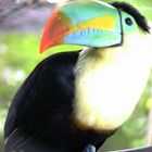 Tucan