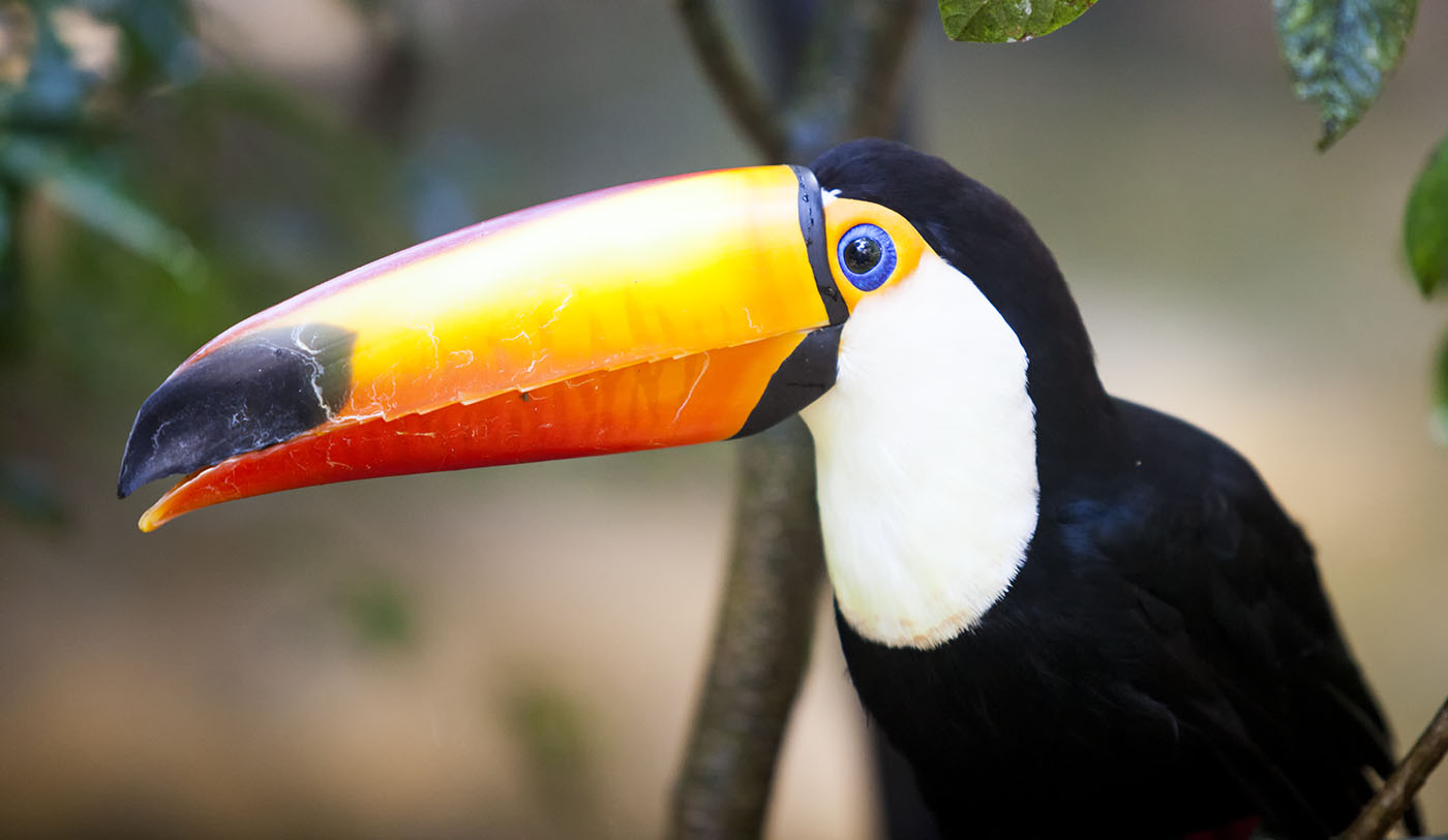 Tucan