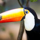 Tucan