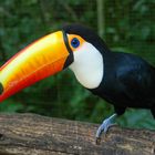 Tucan