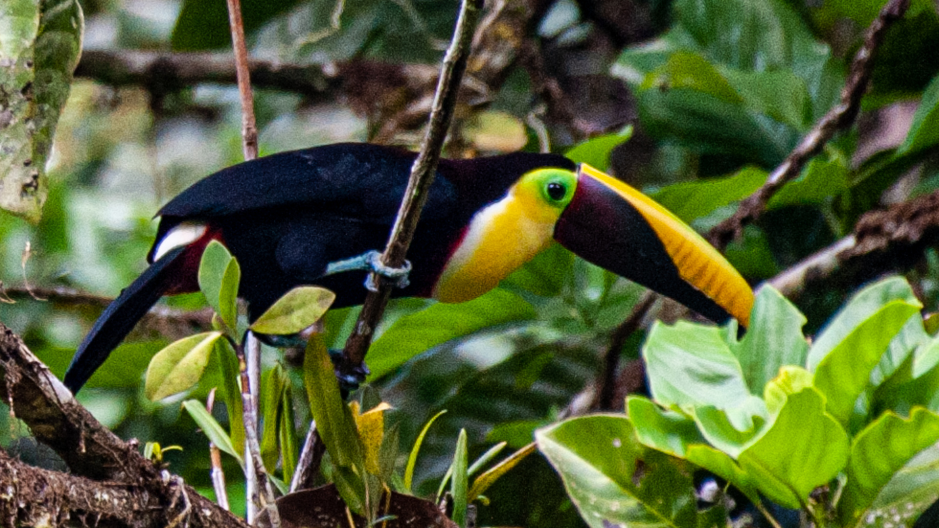 Tucan