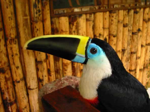 TUCAN