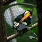 Tucan