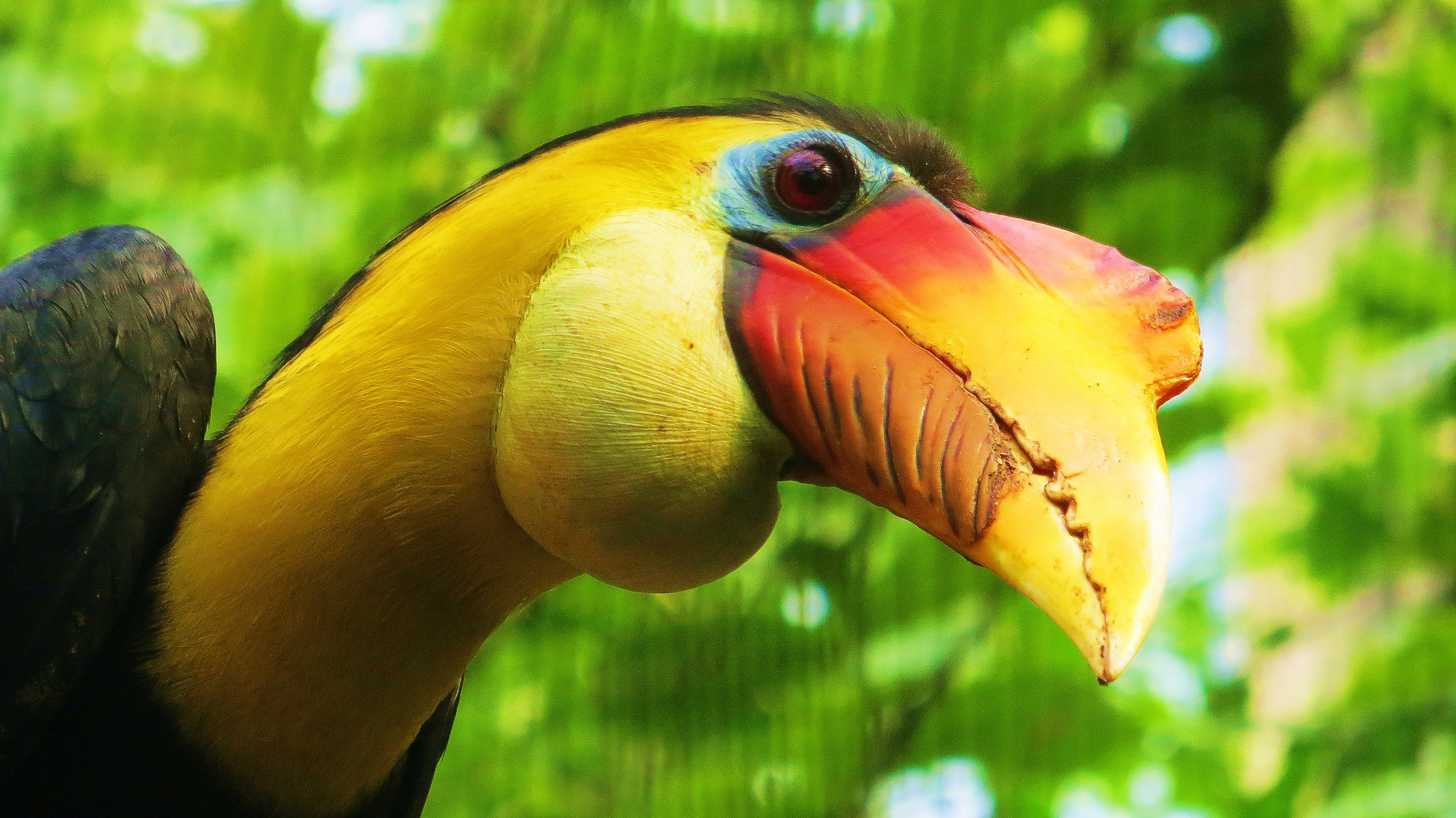 Tucan