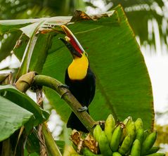 Tucan 