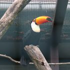 Tucan