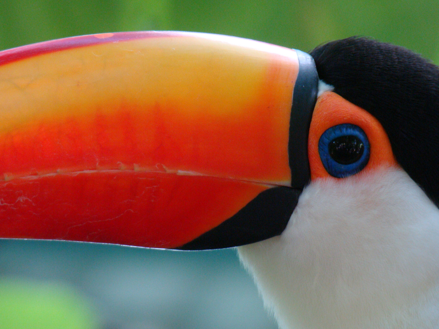 tucan