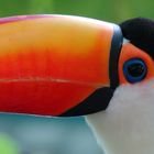 tucan