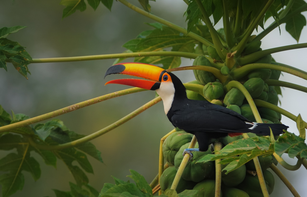 Tucan