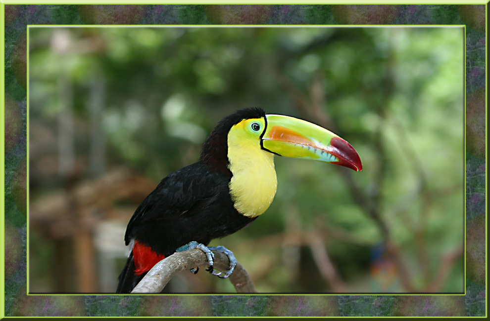 Tucan