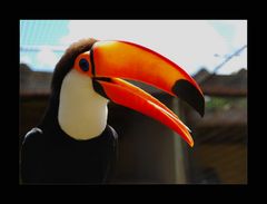 Tucan