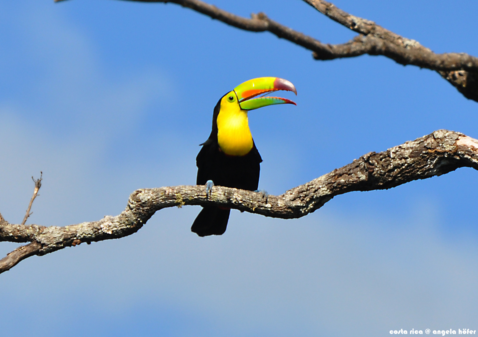 Tucan