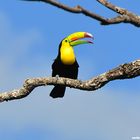 Tucan