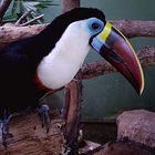 Tucan