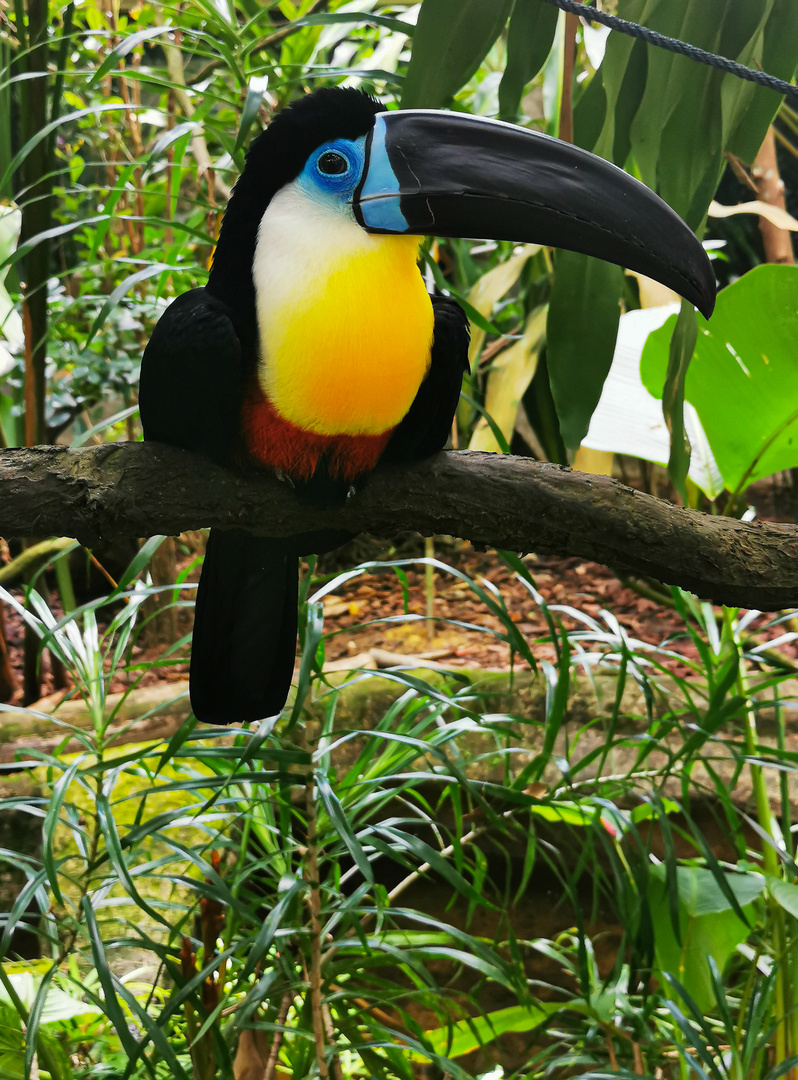 Tucan