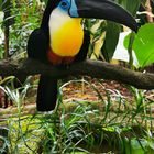 Tucan