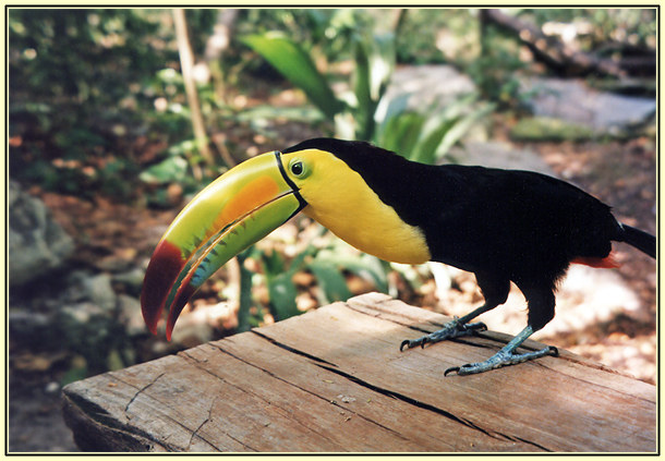 Tucan