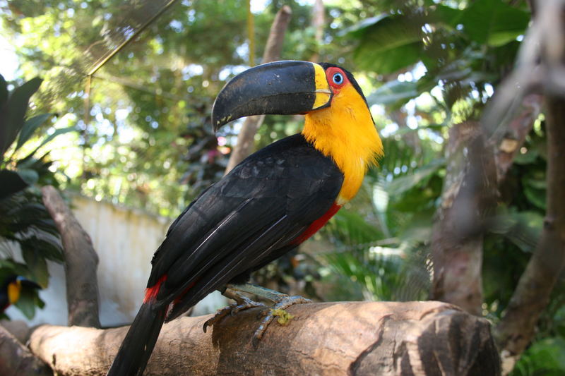 Tucan